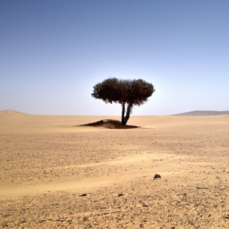 lonely tree in desert