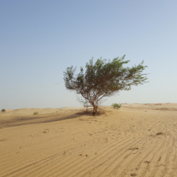lonely tree in desert